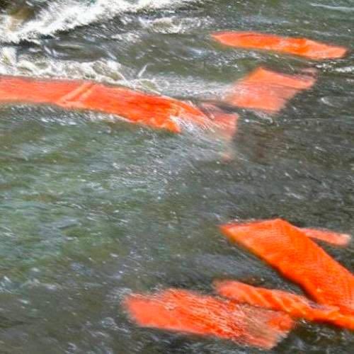 "Salmon" in a river